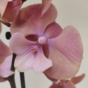 Phalaenopsis 2 hastes