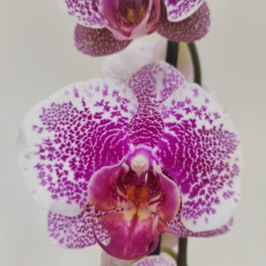 Phalaenopsis 2 hastes