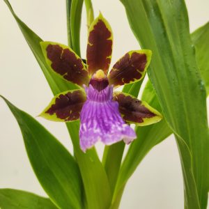 Zygopetalum Louisendorf