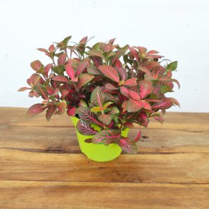 Fittonia