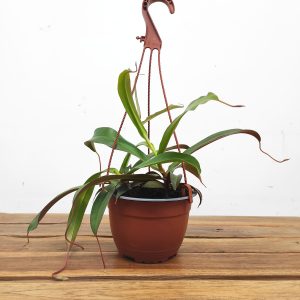 Nepenthes - Sem Flor / Jarro  - Suspensão