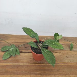 Hoya Glabra Padang