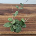 Hoya Mathilde Splash V.6