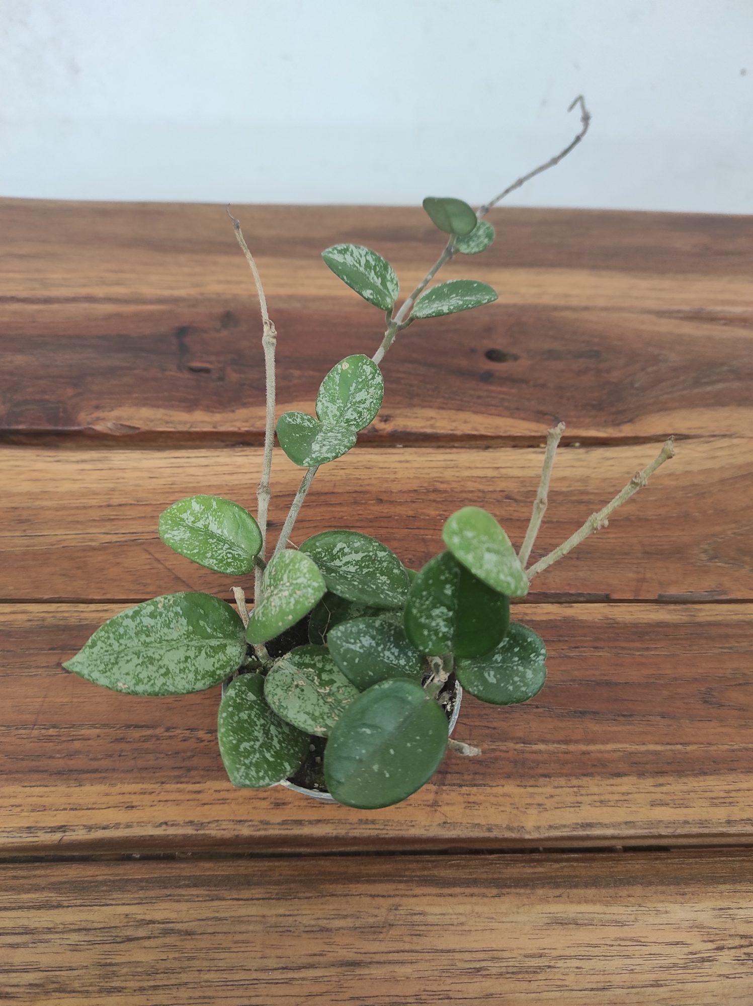 Hoya Mathilde Splash V.6