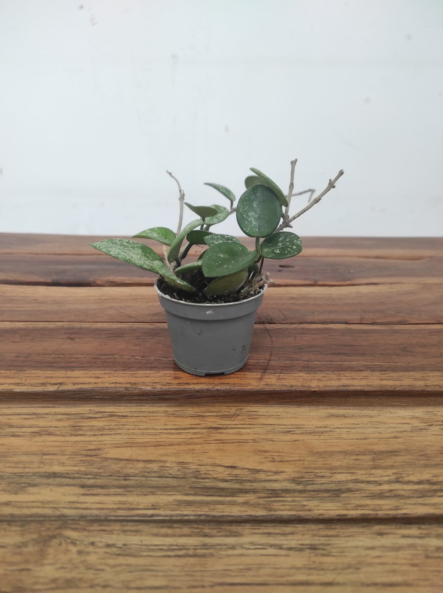 Hoya Mathilde Splash V.6 - Image 2