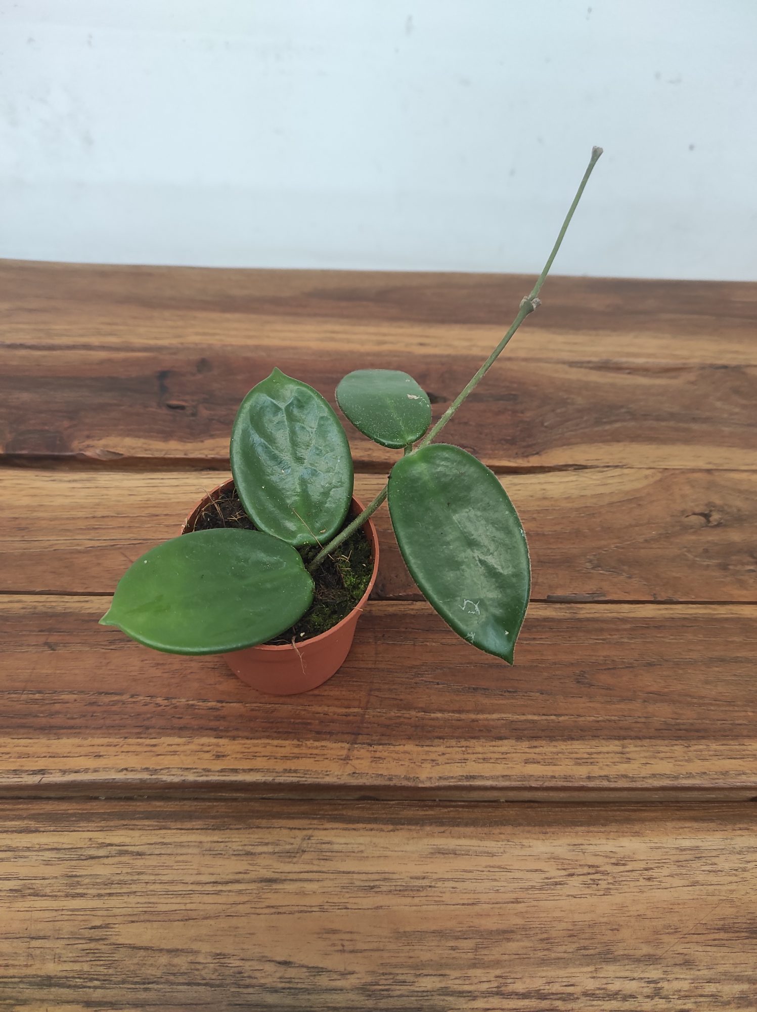 Hoya Vangviengiensis V.6