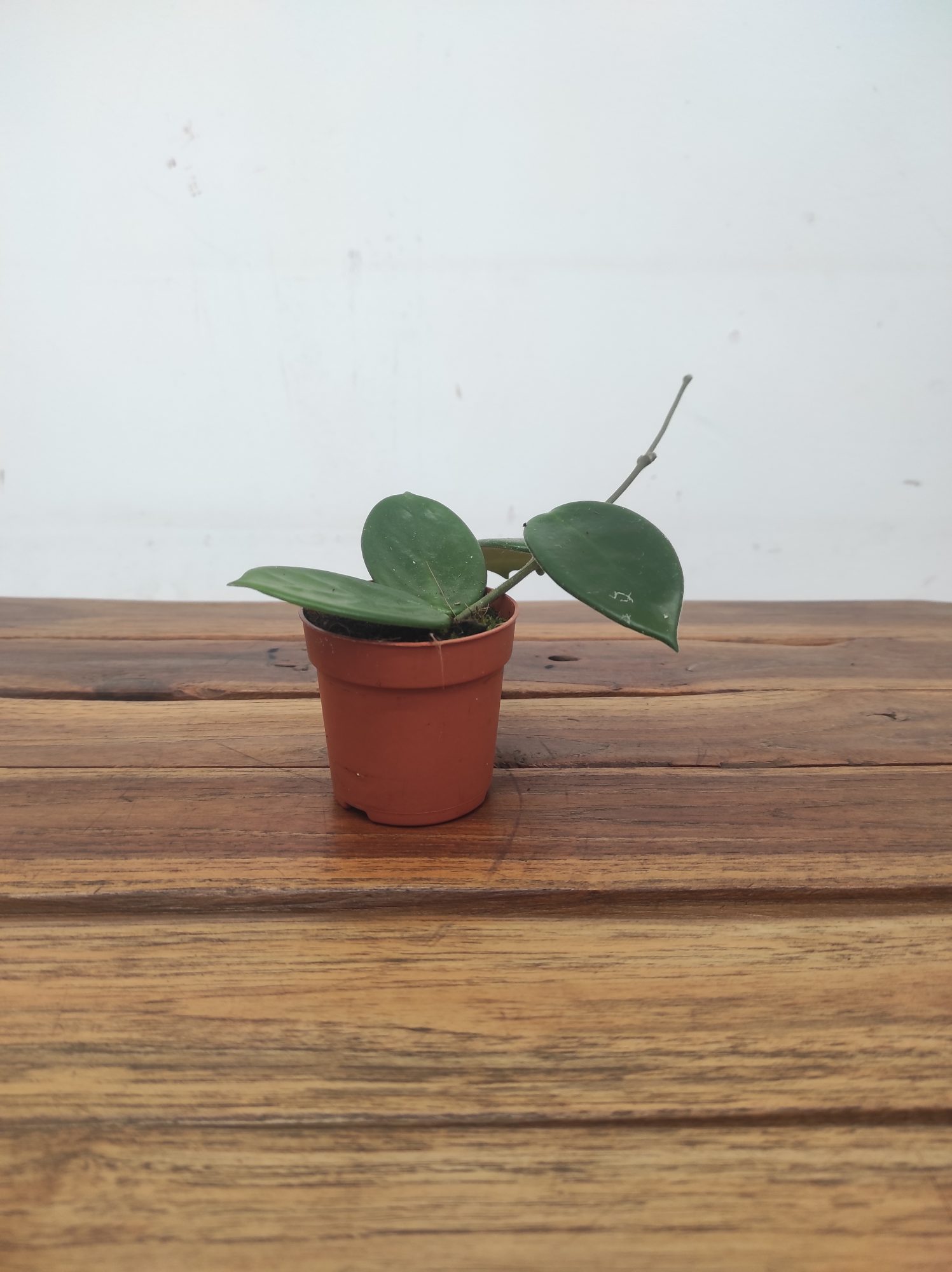 Hoya Vangviengiensis V.6 - Image 2