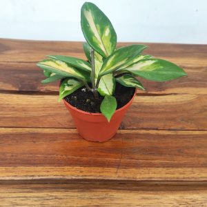 Hoya Carnosa Krimson Princess V.9