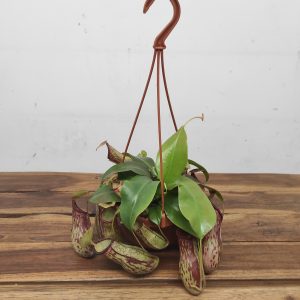Nepenthes 'Gaya Monkey Jars'
