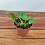 Dendrobium Speciosum