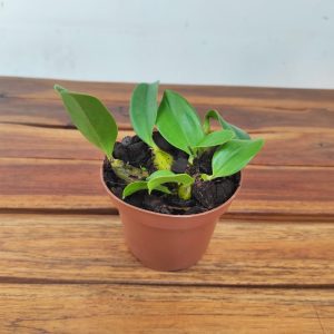 Dendrobium Speciosum