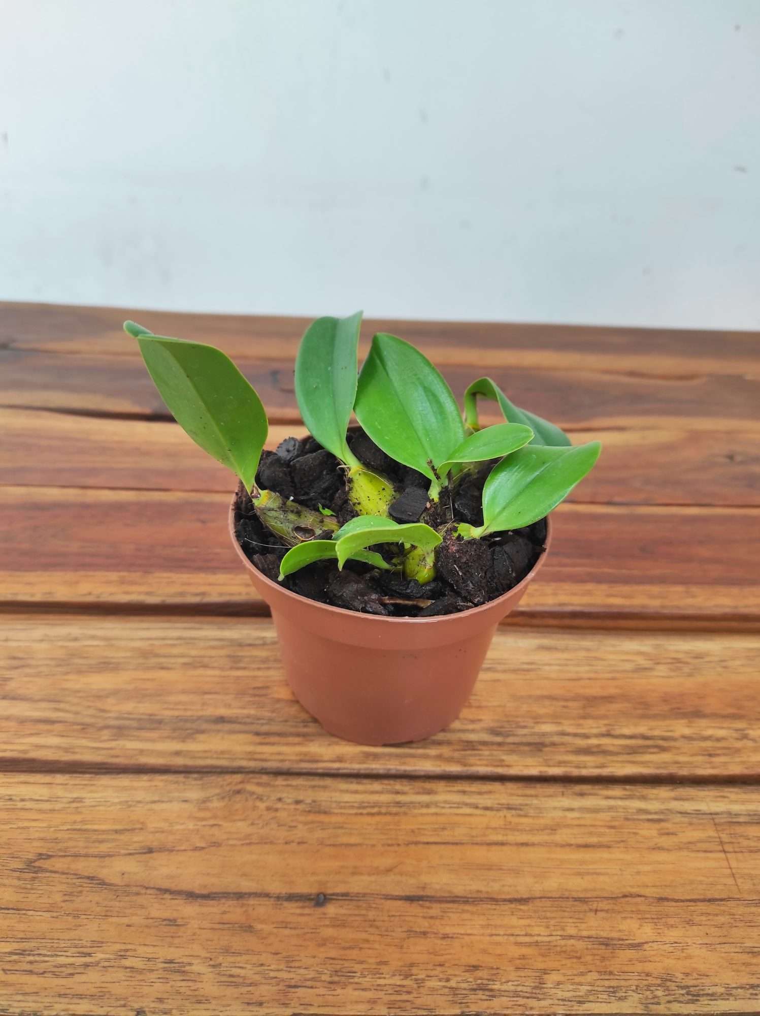 Dendrobium Speciosum