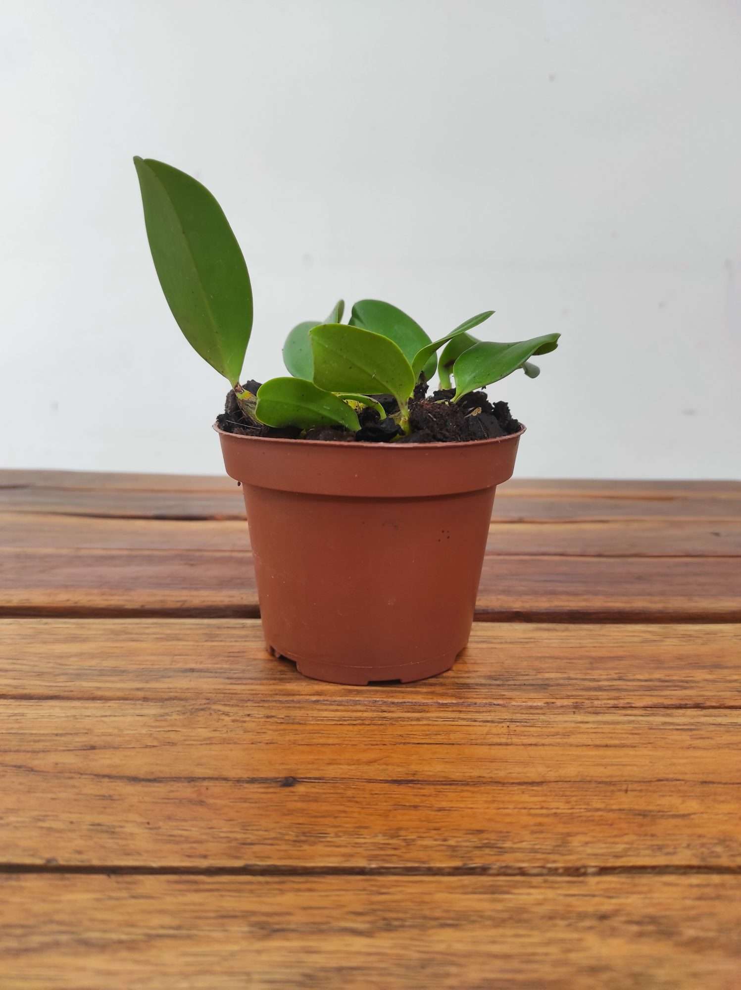 Dendrobium Speciosum - Image 2