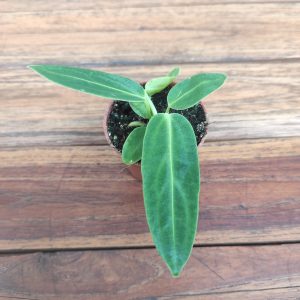 Anthurium Warocqueanum