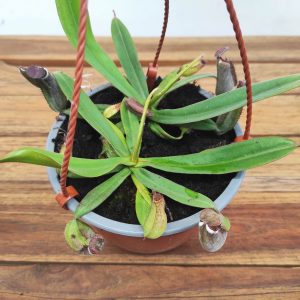 Nepenthes 'Albomarginata' V.14 -  Suspensão