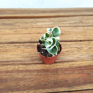 Hoya Compacta Variegata V.6