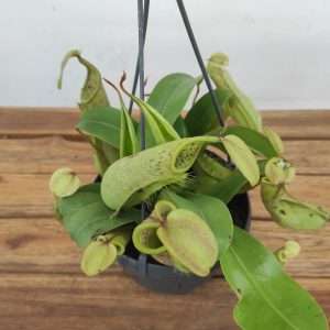 Nepenthes 'Suspensão' - V.15