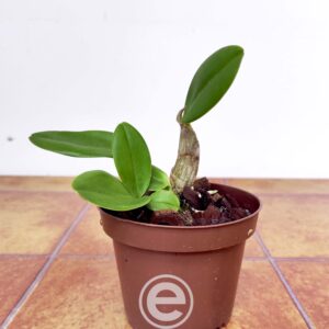 Dendrobium Speciosum
