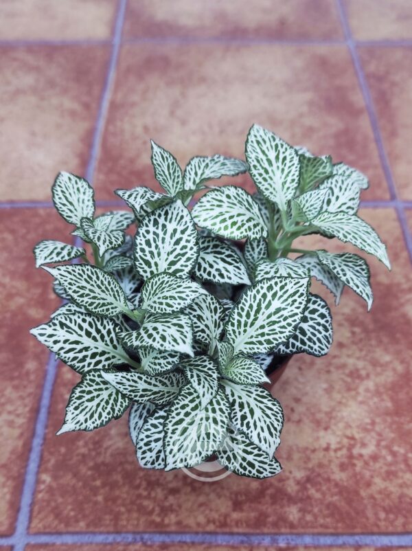 Fittonia - Image 2