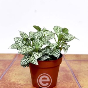 Fittonia