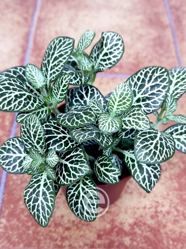 Fittonia - Image 2
