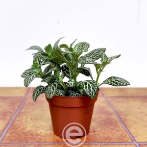 Fittonia