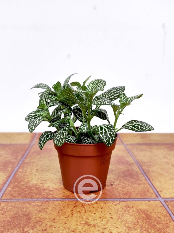 Fittonia