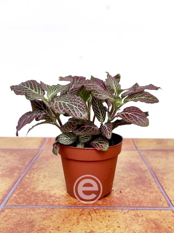 Fittonia