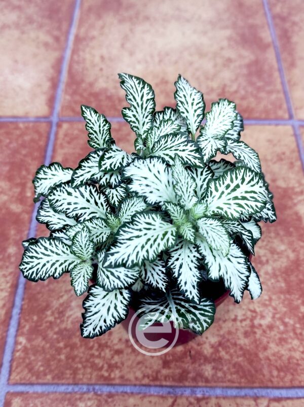 Fittonia - Image 2