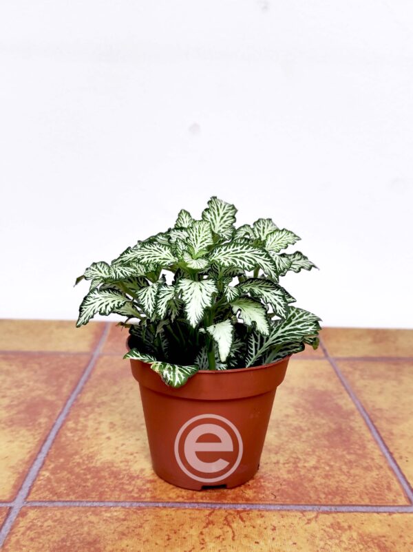 Fittonia