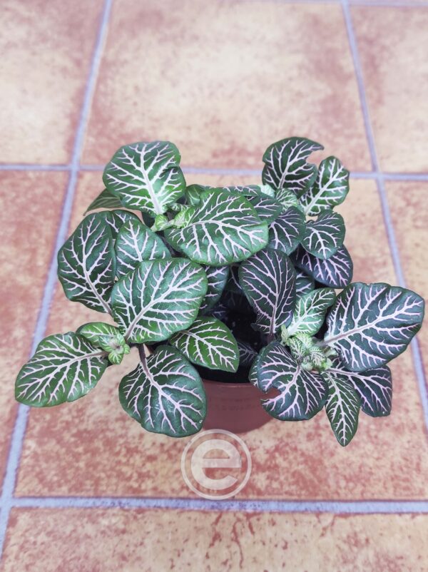 Fittonia - Image 2
