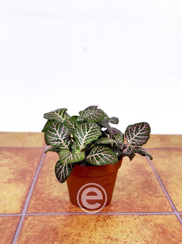 Fittonia