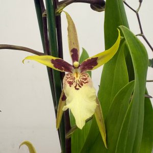 Brassia Summer Dream