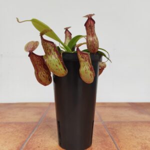 Nepenthes