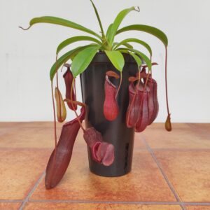 Nepenthes