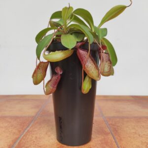 Nepenthes