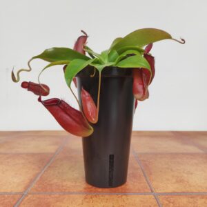 Nepenthes 'Bloody Mary''