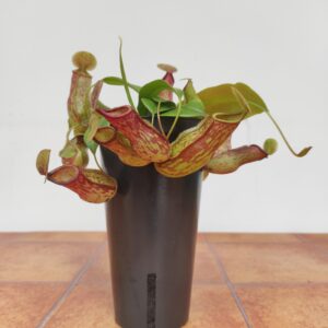 Nepenthes 'Gaya'