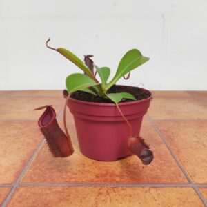 Nepenthes 'Lowii'
