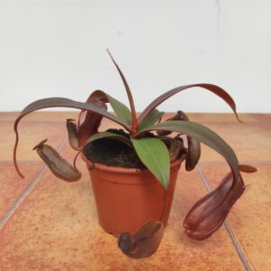 Nepenthes 'Rebecca'