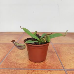 Nepenthes 'Albomarginata'