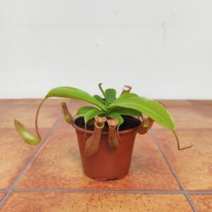 Nepenthes 'Alata'