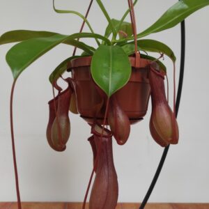 Nepenthes 'Alata' - Suspensão