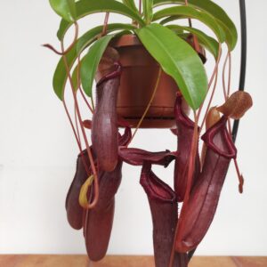 Nepenthes 'Bill' - Suspensão