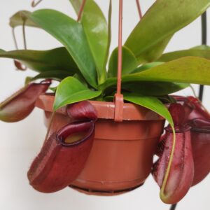 Nepenthes 'Diana' - Suspensão