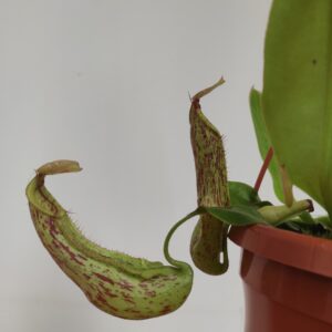 Nepenthes 'Mojito' - Suspensão