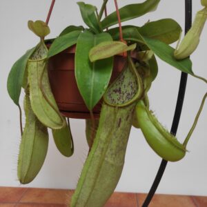 Nepenthes 'Louisa' - Suspensão