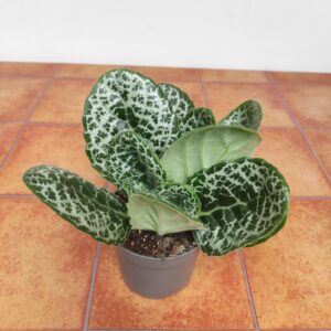 Streptocarpus 'Pretty Turtle'