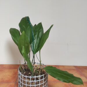 Stanhopea Embreei - Suspensão - Sem Flor