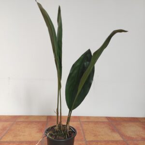 Stanhopea Wardii - Sem flor